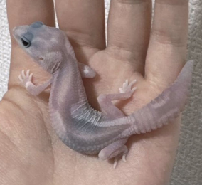 ニシアフリカトカゲモドキ(GOZ)