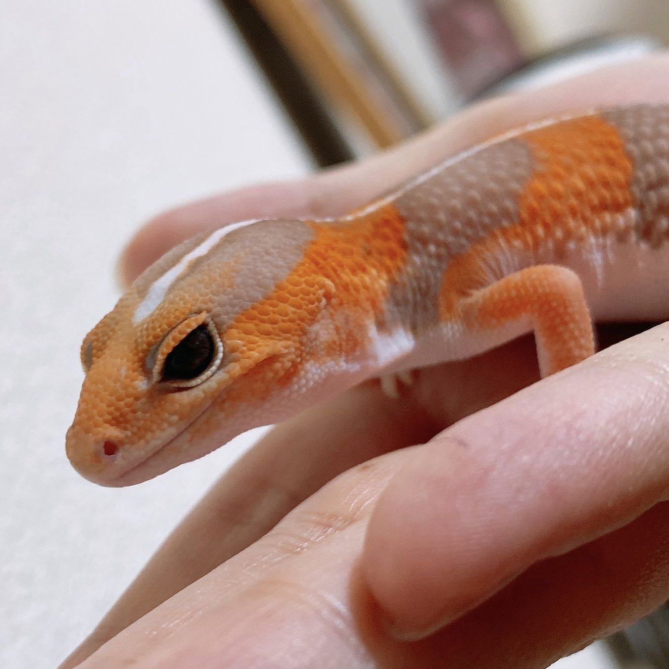 ニシアフリカトカゲモドキ(A)